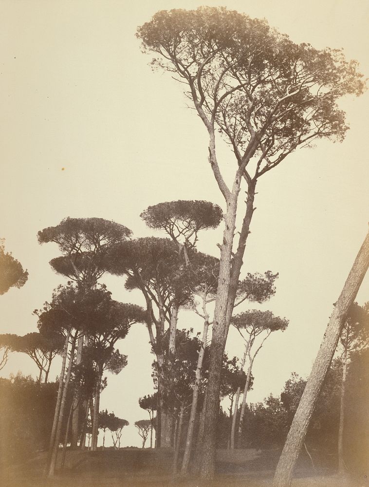 Pines in the Borghese Garden, Rome by Robert Macpherson