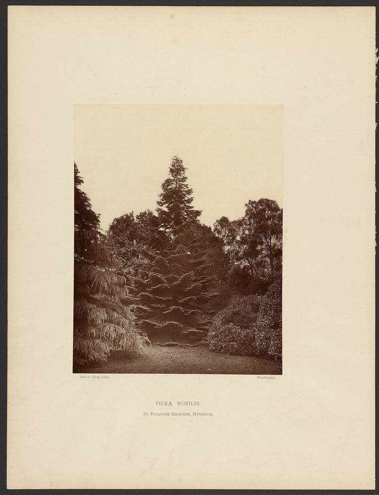Picea Nobilis. In Pleasure Grounds, Mugdrum. by Andrew Young