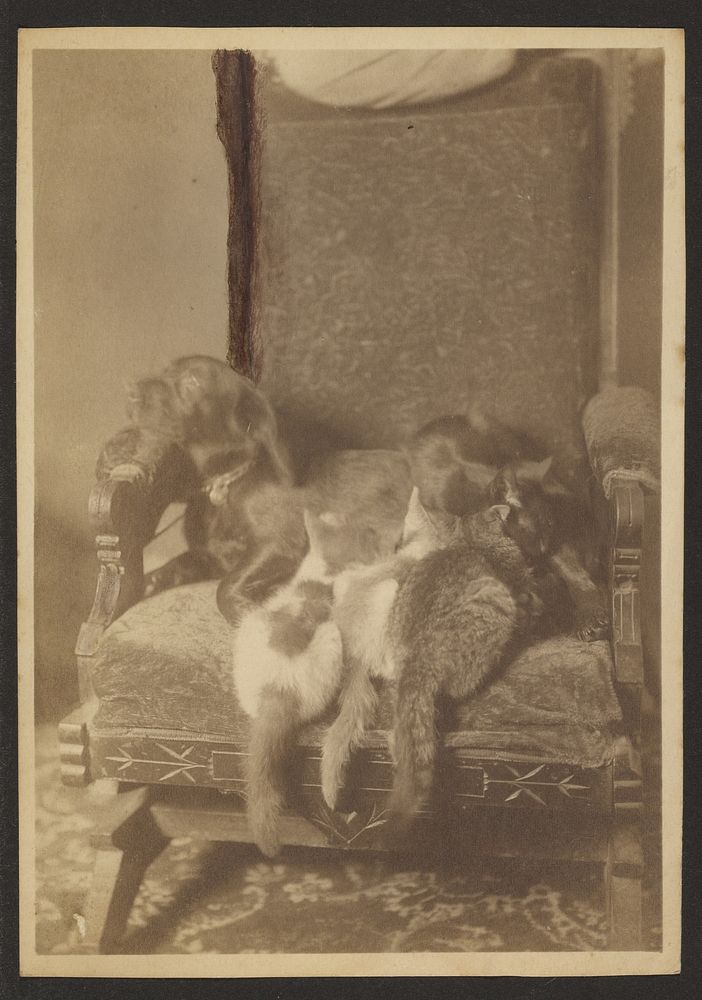 Cuddling Cats and Dog by Louis Fleckenstein