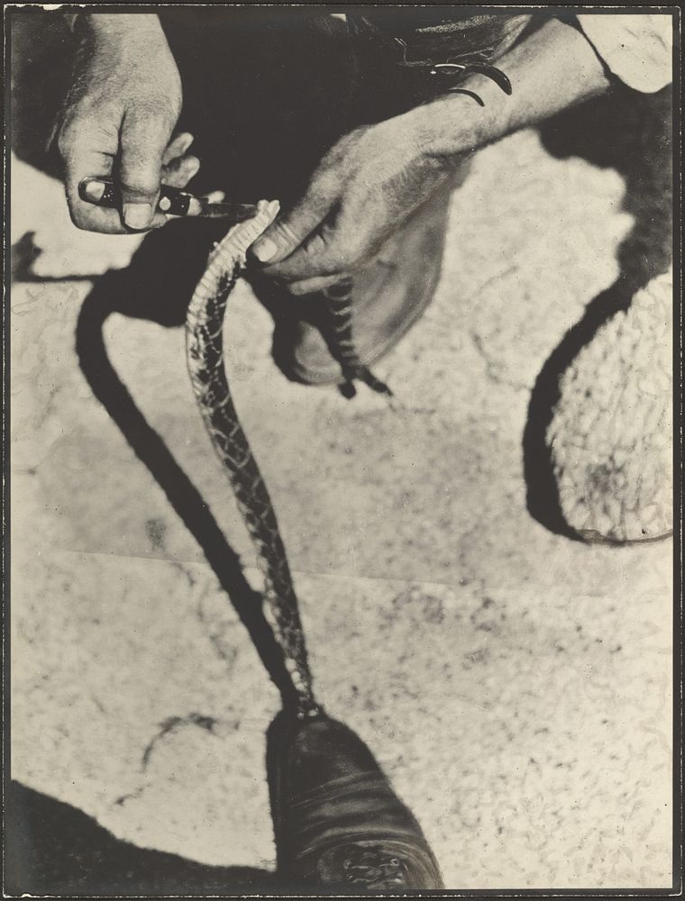 Skinning a Rattlesnake by Louis Fleckenstein