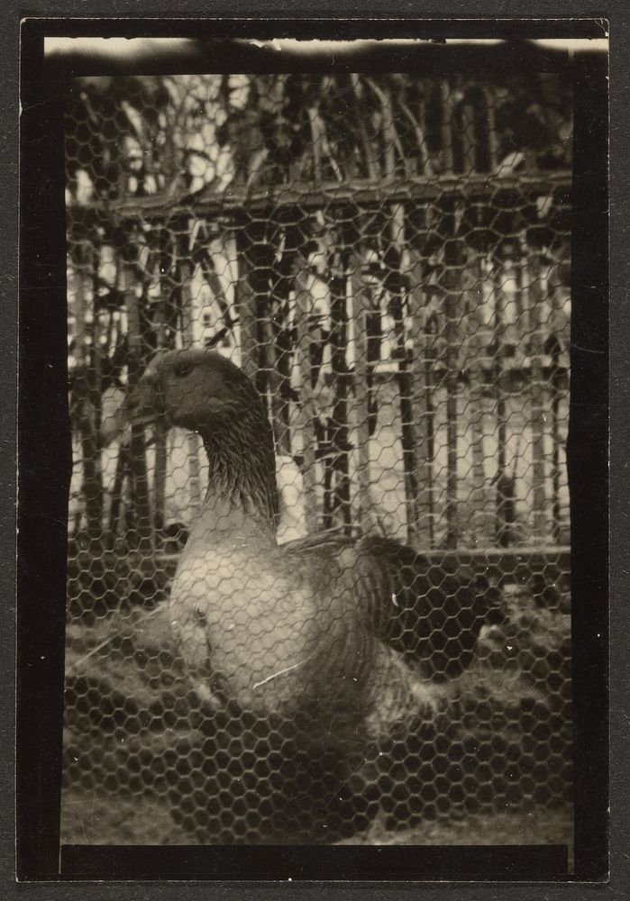 Duck in Cage by Louis Fleckenstein