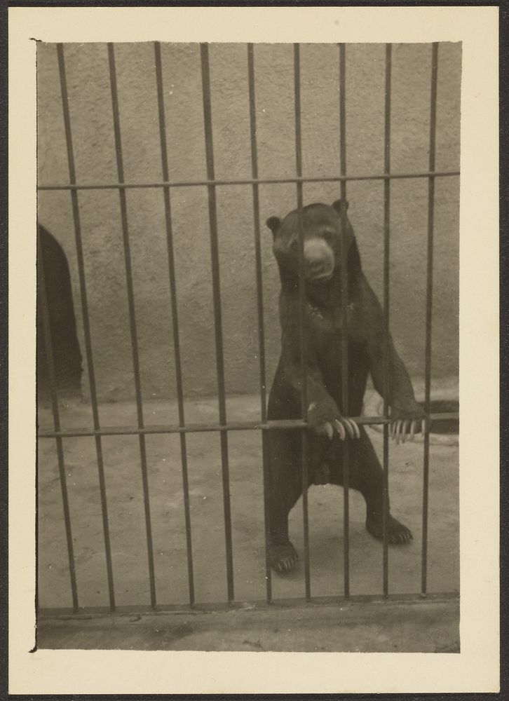 Sloth Bear in Cage by Louis Fleckenstein