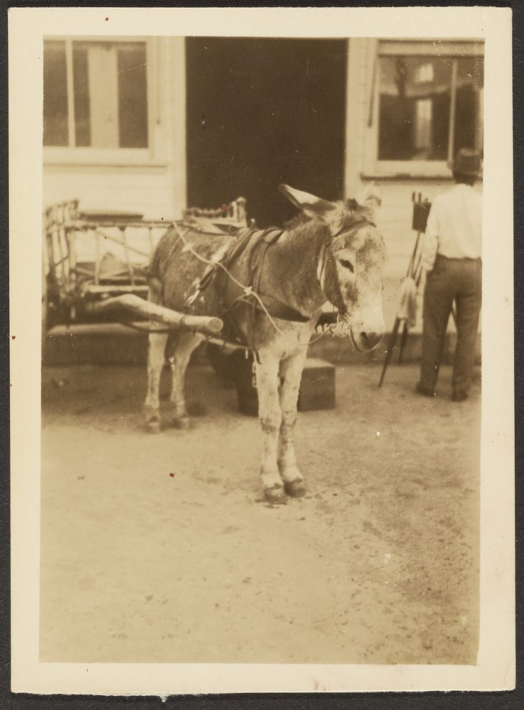 Donkey and Cart by Louis Fleckenstein