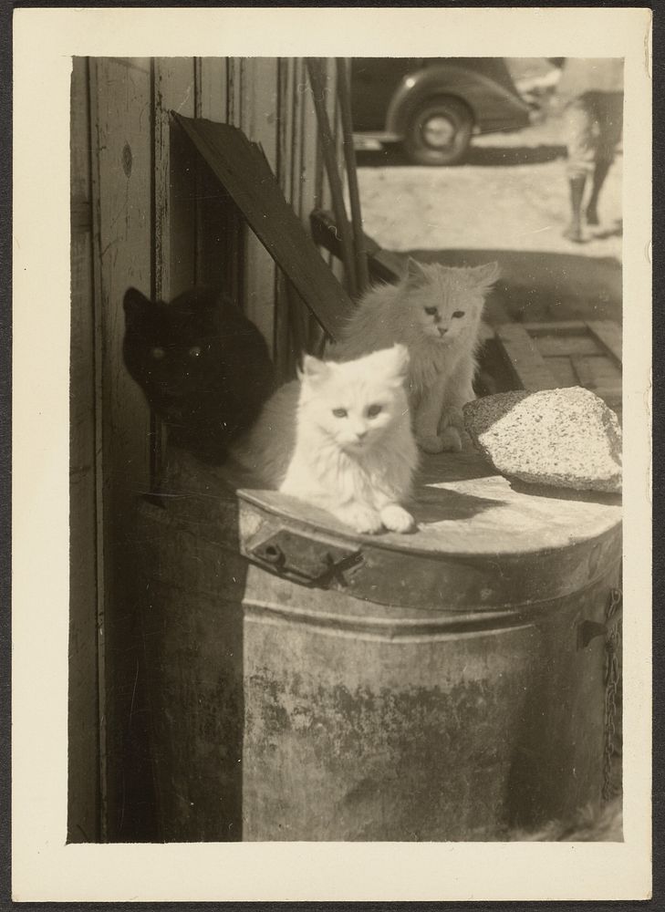Three Cats by Louis Fleckenstein