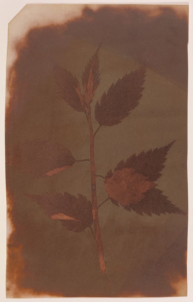 Botanical Specimen by William Henry Fox Talbot