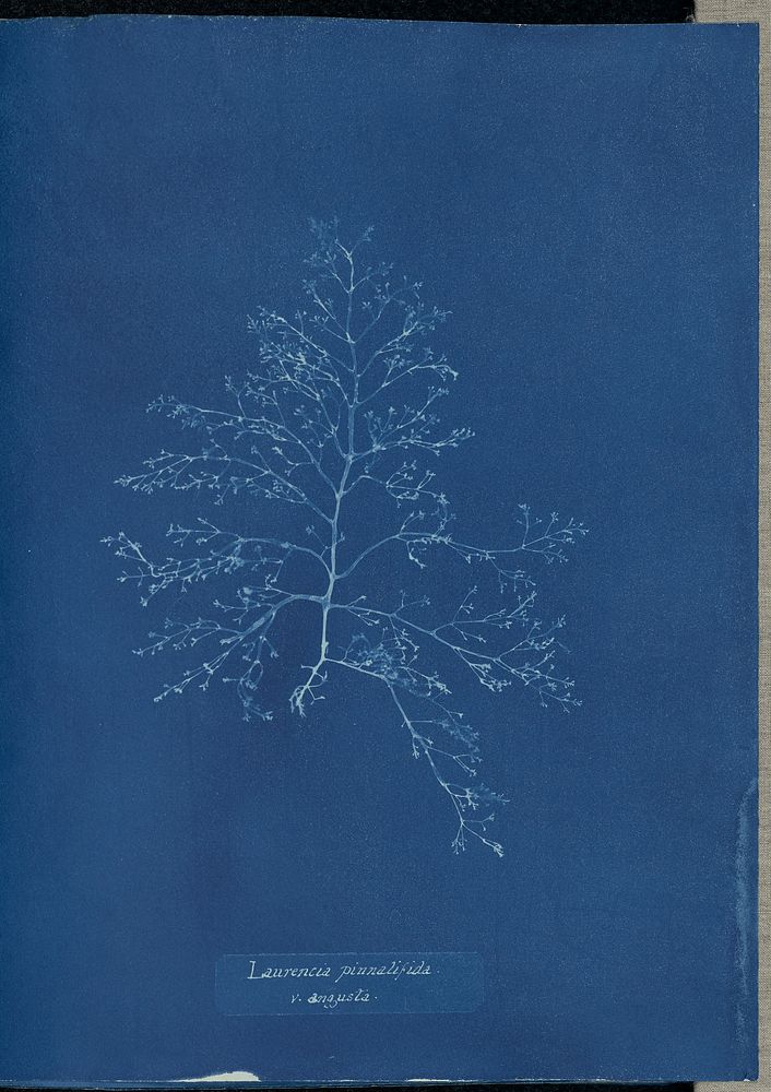 Laurencia pinnatifida v. angusta. by Anna Atkins