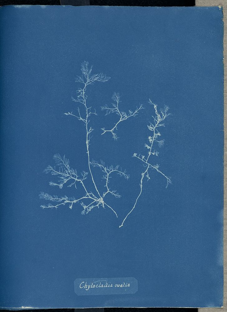 Chylocladia ovalis. by Anna Atkins