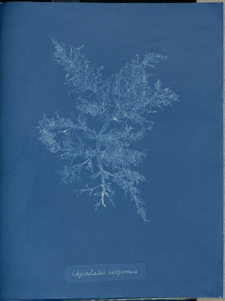 Chylocladia kaliformis. by Anna Atkins