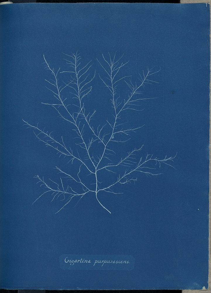 Giogartina purpurascens. by Anna Atkins