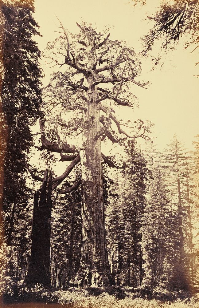 The Grizzly Giant Mariposa Grove. by Carleton Watkins