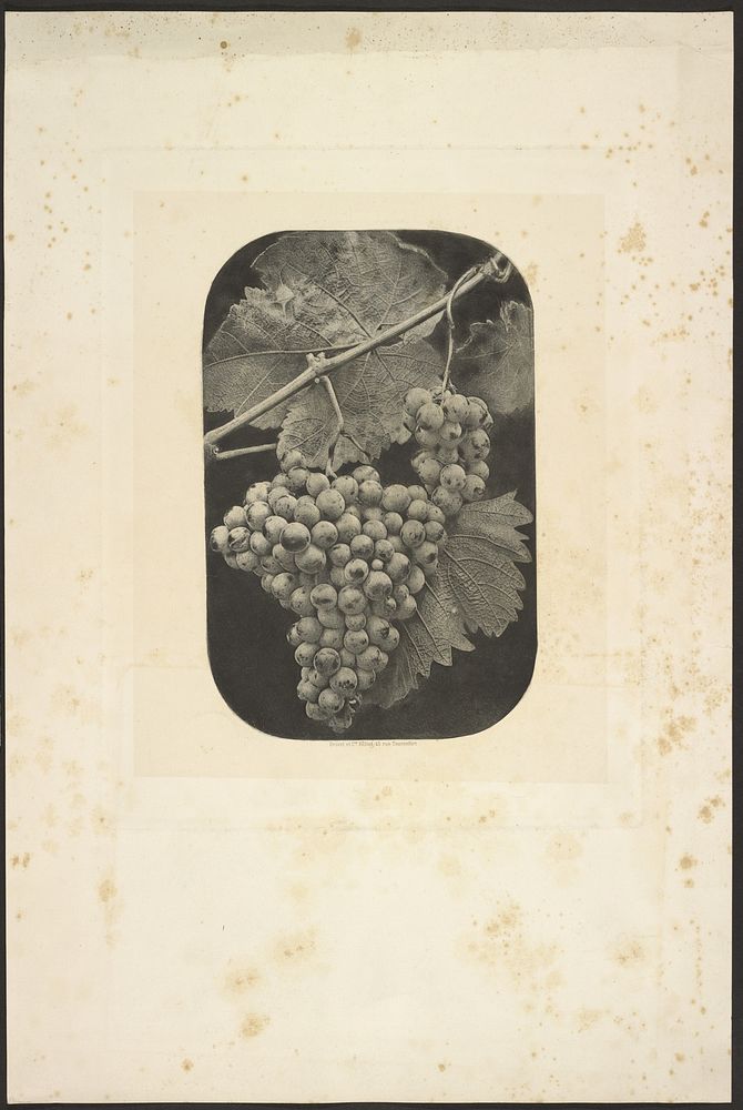 Grape Cluster by Charles Aubry