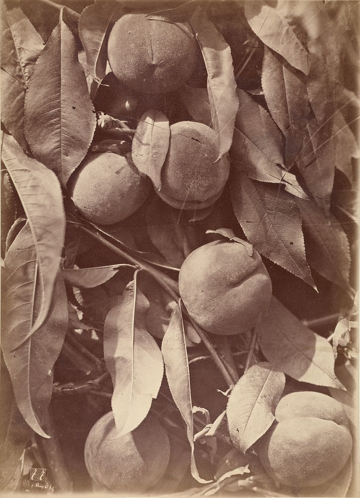 Peaches by Charles Aubry
