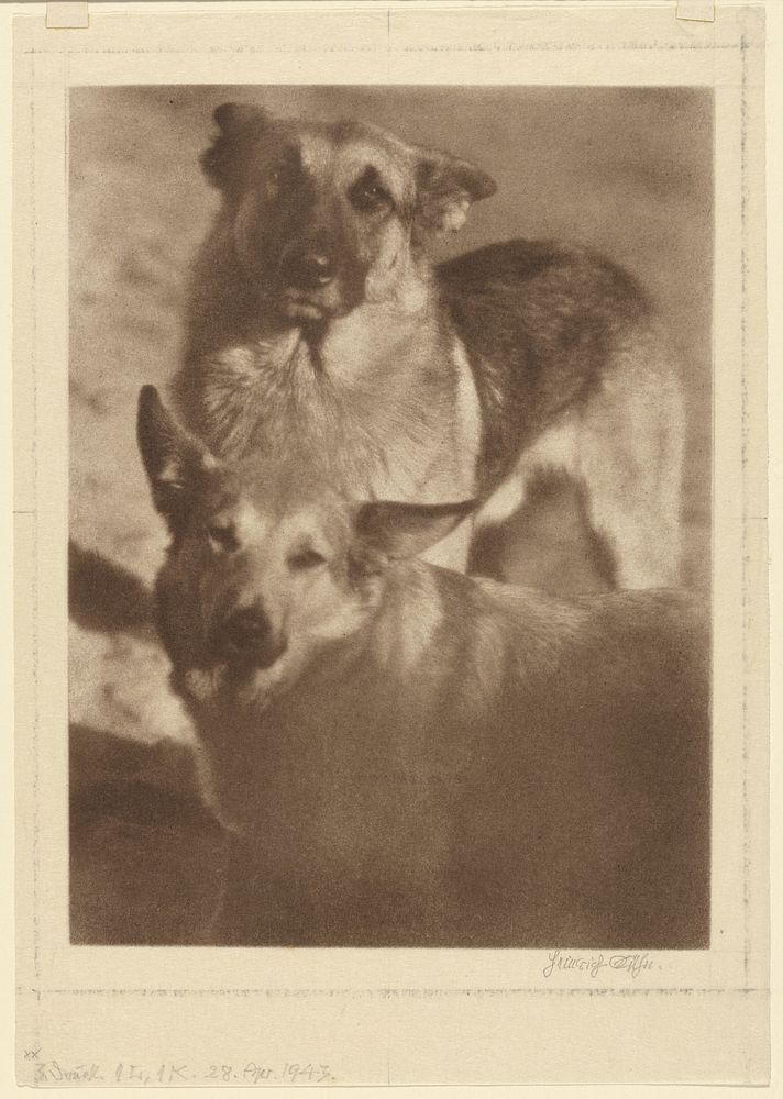 Two Dogs by Heinrich Kühn
