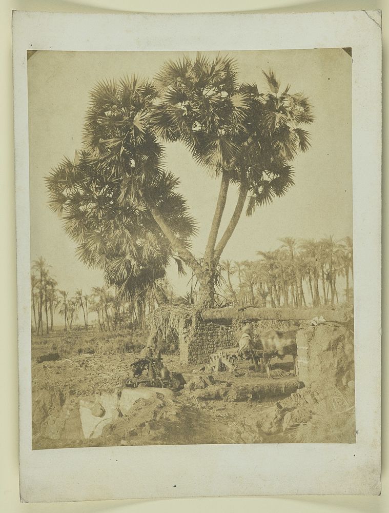 Palm tree growing from ruins