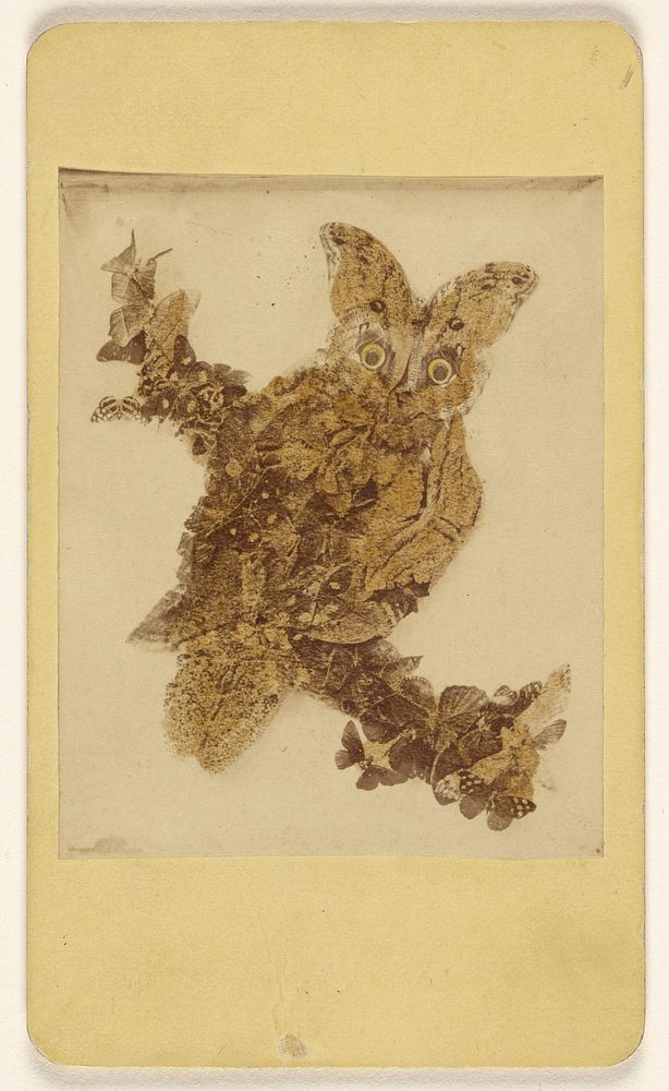 "Fake" owl made out of butterflies by Abraham Bogardus
