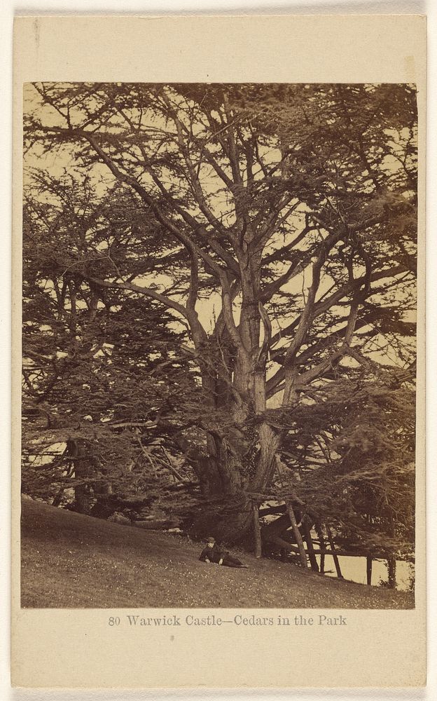 Warwick Castle - Cedars in the Park. by Francis Bedford