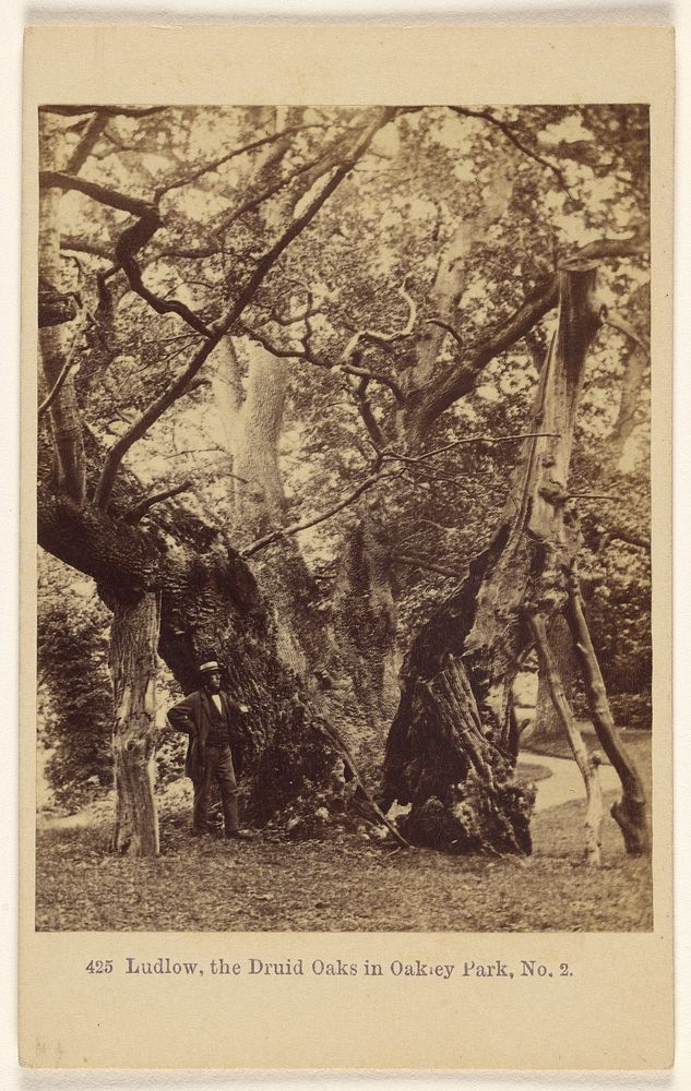 Ludlow, the Druid Oaks in Oakley Park, No. 2. by Francis Bedford