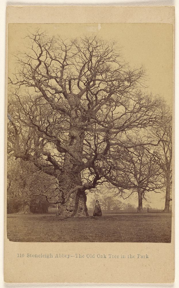 Stoneleigh Abbey - The Old Oak Tree in the Park. by Francis Bedford