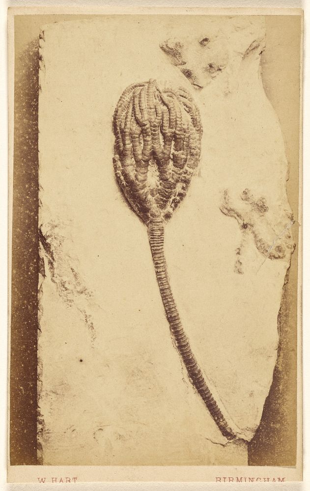 Fossil of a crinoid by William Hart