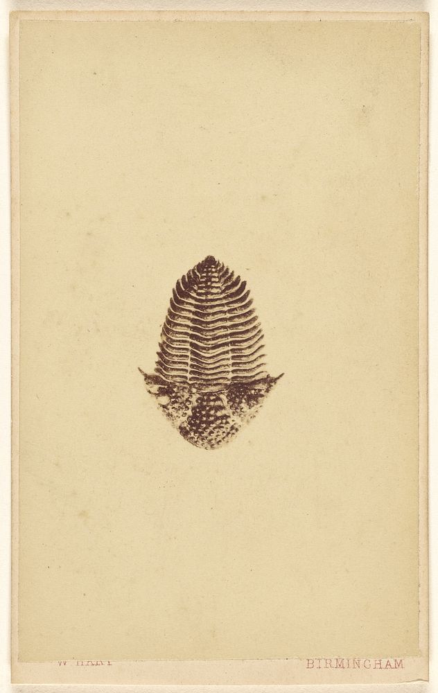 Fossil of a trilobite by William Hart