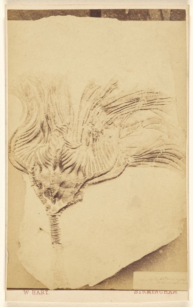Fossil of a crinoid by William Hart