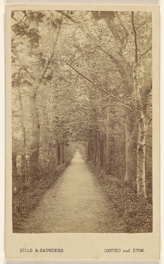 Addison Water Walk, Magdalen. [Oxford, England] by Hills and Saunders