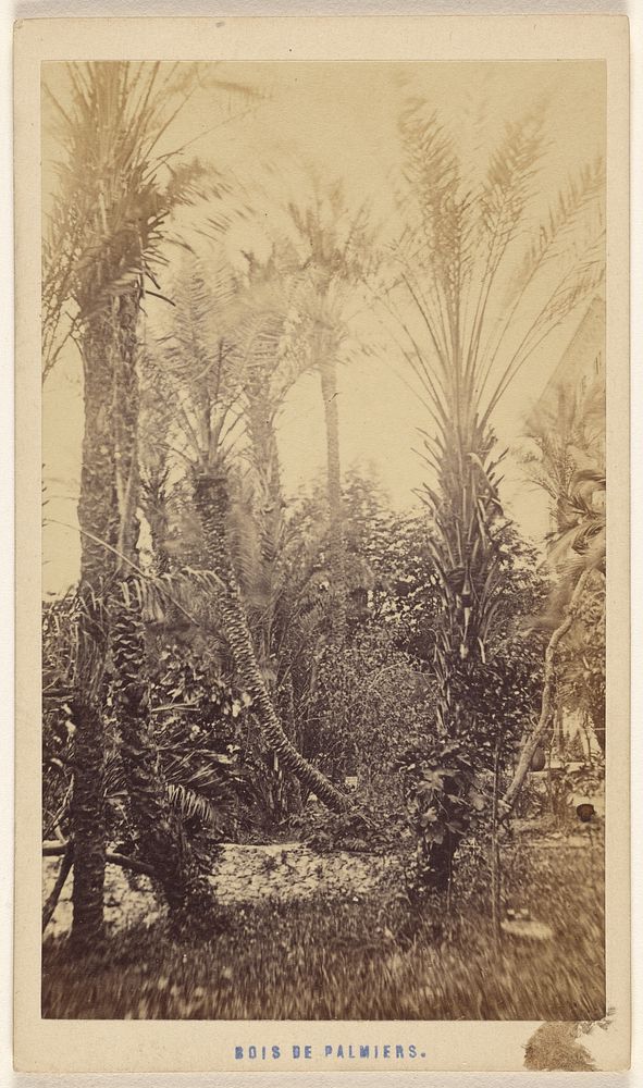 Bois de Palmiers. by Davanne and Aléo
