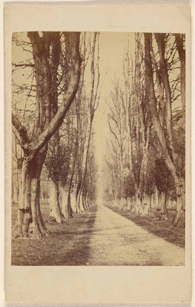 Avenue at Wollaton Hall. Lord Middleton near Nottingham. by William Woodward
