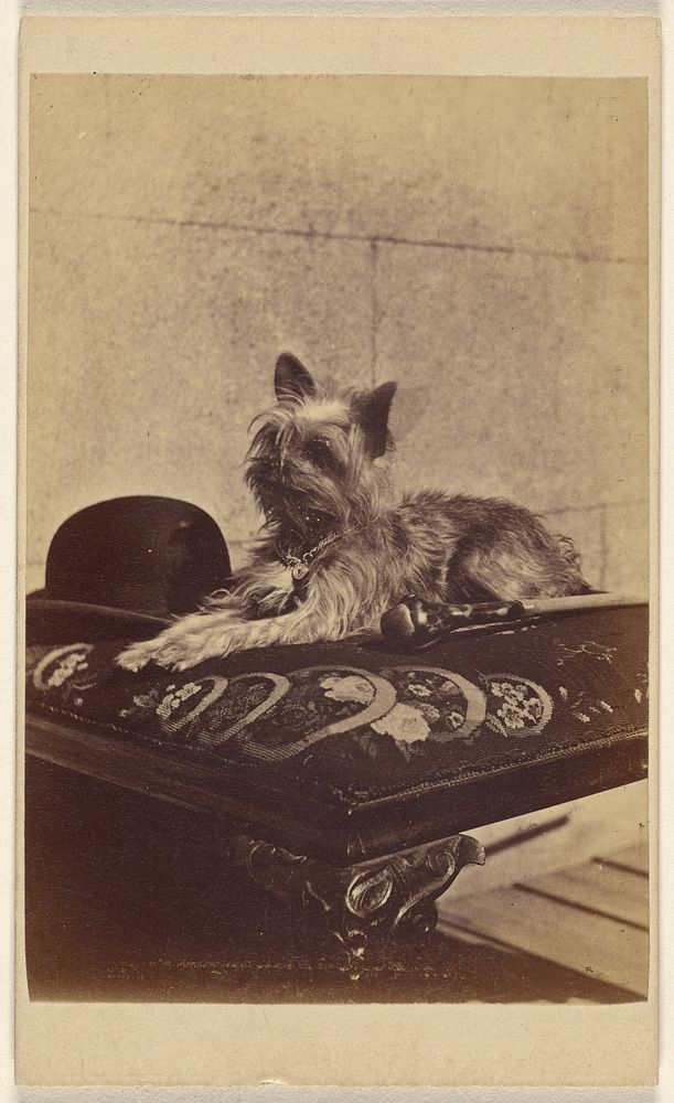 Dog lying on ottoman, next to a derby hat and walking stick by Henry Pointer