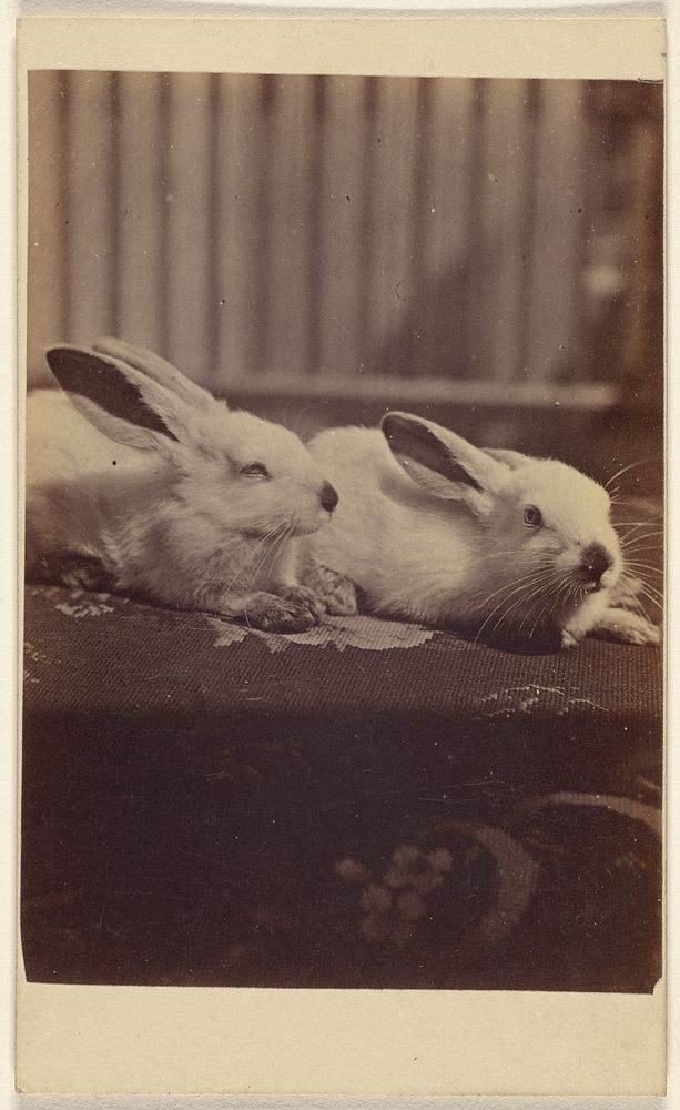 Two rabbits on a cushion by Henry Pointer