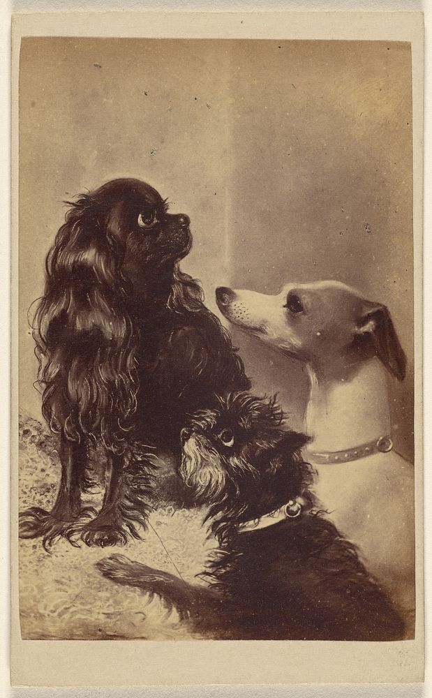 Floss, Daisy & Fairy; Dogs of Barroness [sic] McClifford. Painted by Mrs. Pointer. by Henry Pointer