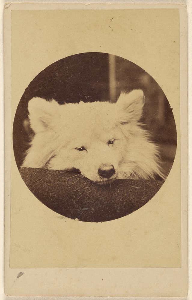 White dog with its chin on a cushion