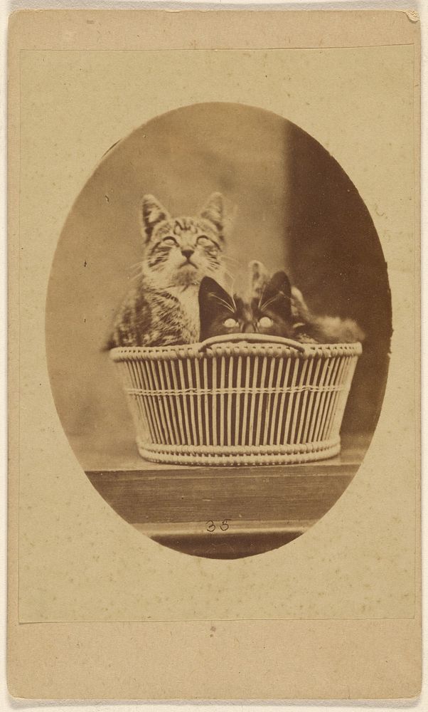 Two cats in a wicker basket
