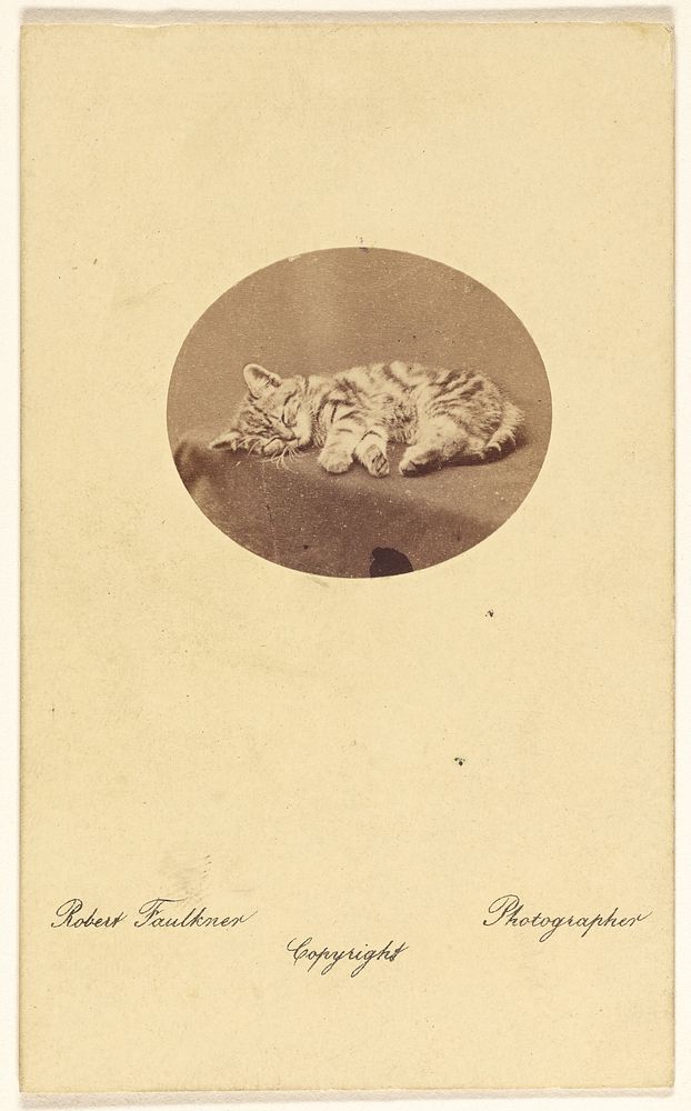 Kitten sleeping by Robert Faulkner
