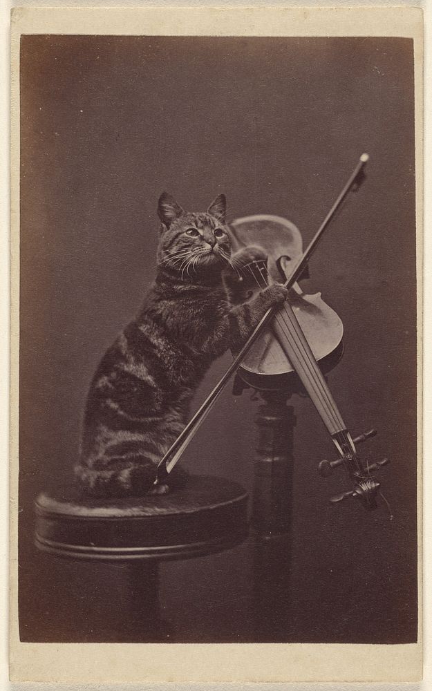 Cat on a stool "playing" a violin by Henry Pointer