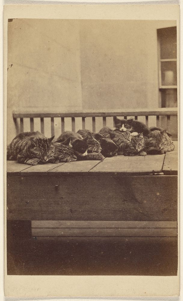 "The Brighton Cats": nine cats asleep on a porch by Henry Pointer