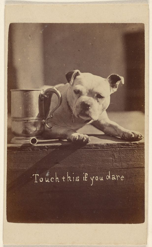 Touch this if you dare [little dog guarding a cup] by Henry Pointer