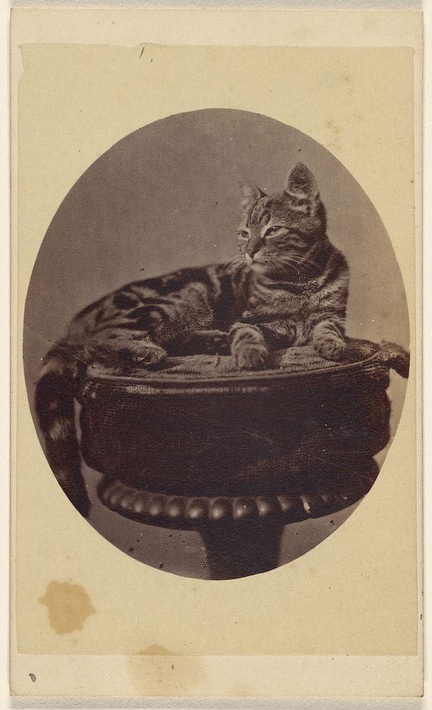 Cat seated on a stool, printed in quasi-oval style by Henry Pointer