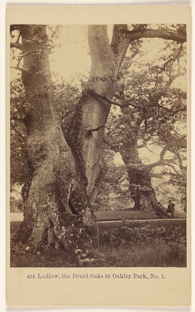 Ludlow, the Druid Oaks in Oakley Park, No. 1. by Francis Bedford