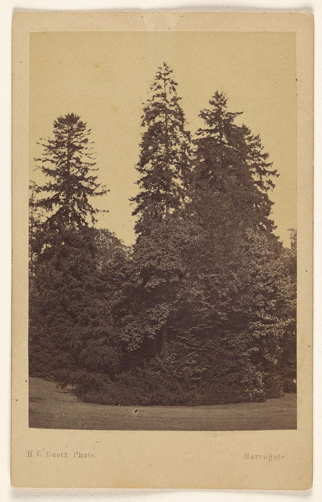The 3 Norway Spruces 100 to 132 feet high Hadley Park. by H C Booth