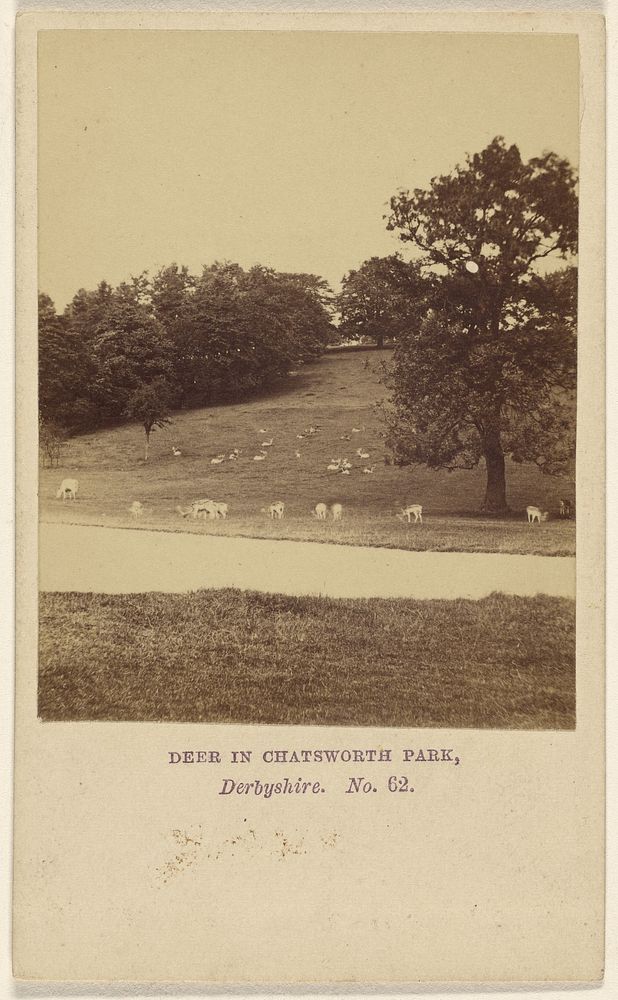 Deer in Chatsworth Park, Derbyshire. by Helmut Petschler and Company