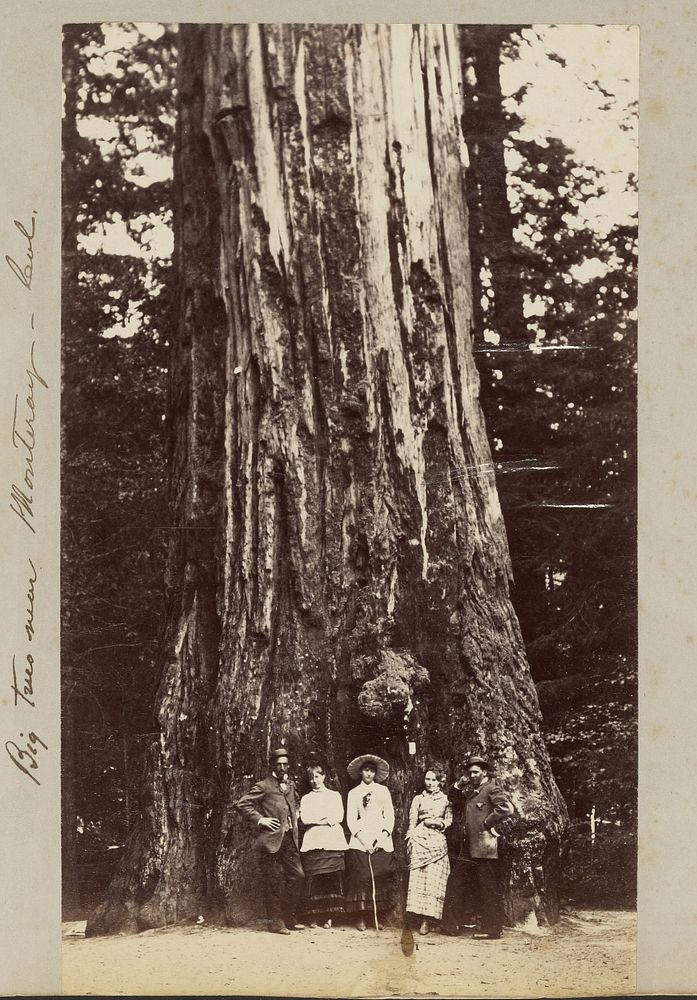 Big Trees near Monteray [sic] - Cal. by Carleton Watkins