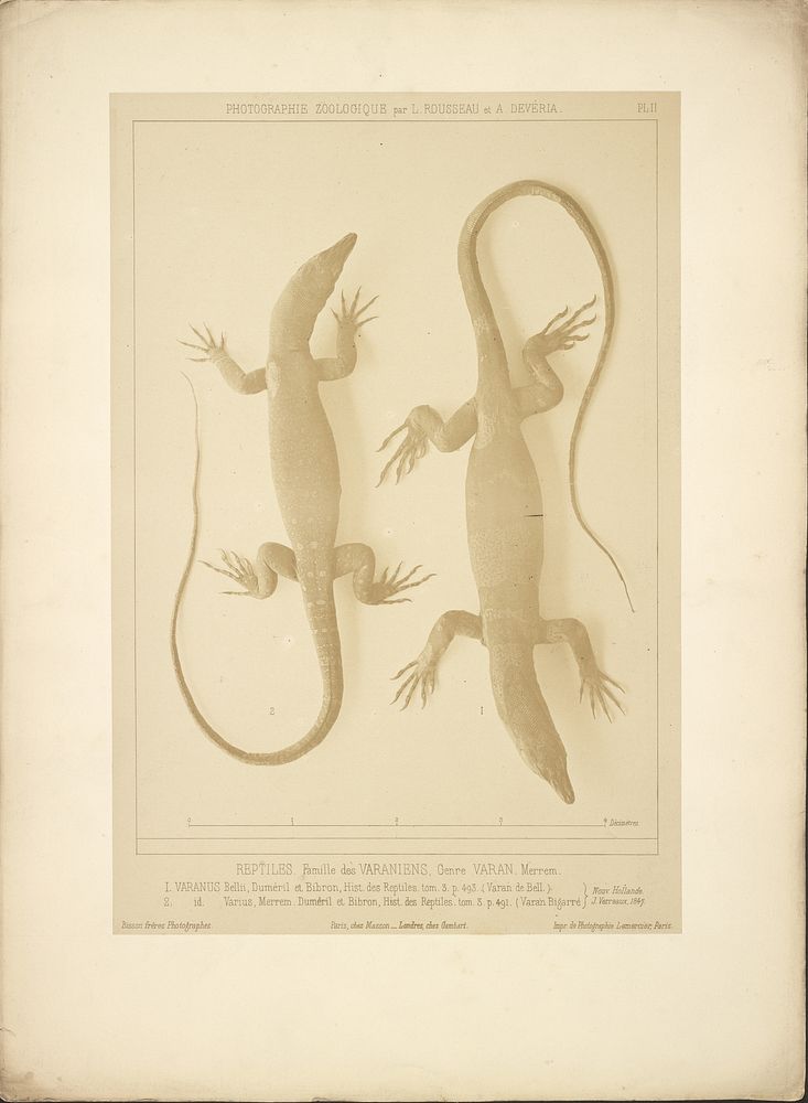 Lizard by Bisson Frères, Louis Amédée Mante and Lemercier et Cie