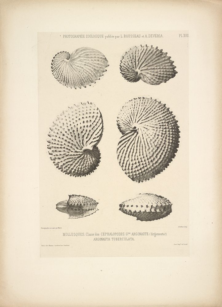 Cephalopod shells by Bisson Frères, Louis Amédée Mante and Lemercier et Cie