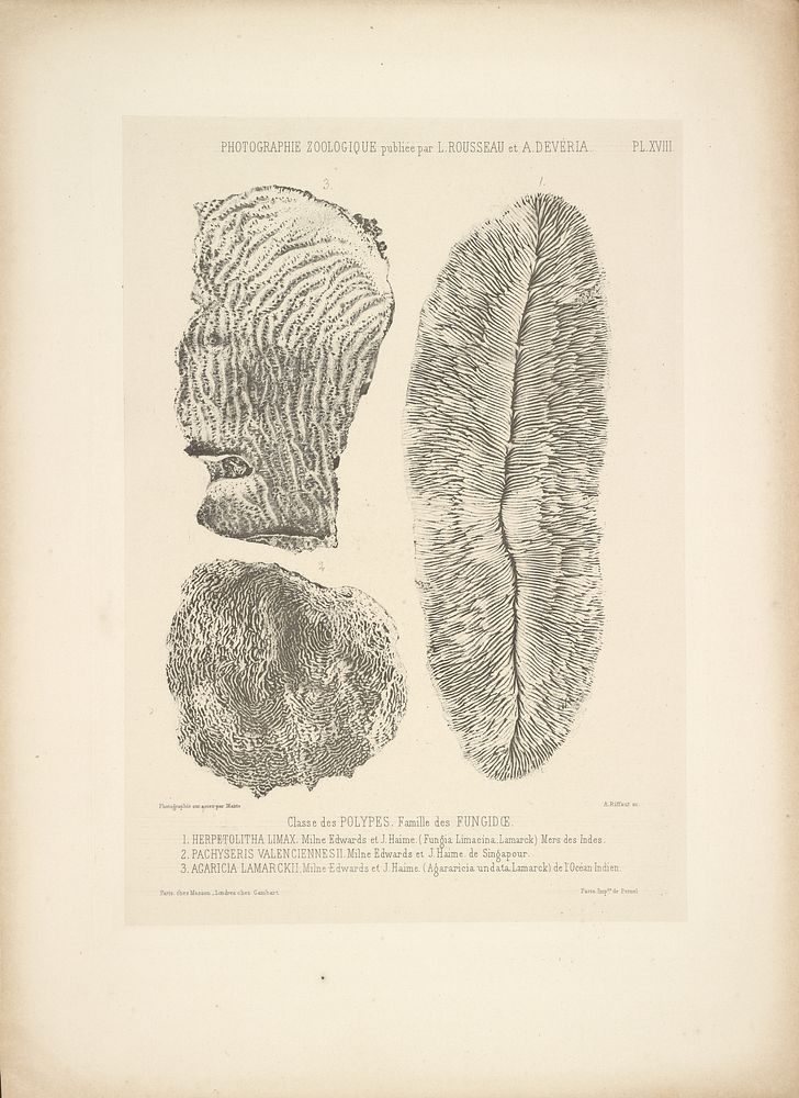 Fungi polyps by Bisson Frères, Louis Amédée Mante and Lemercier et Cie