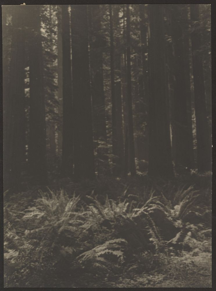 Fern in Woods by Louis Fleckenstein