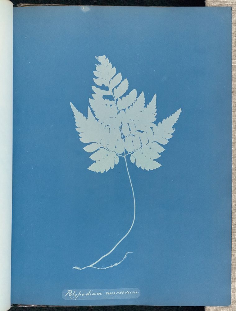 Polypodium muscosum by Anna Atkins and Anne Dixon