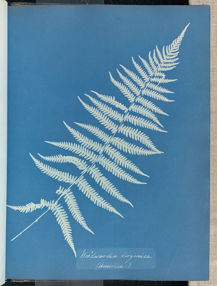 Woodwardia virginica, America by Anna Atkins and Anne Dixon