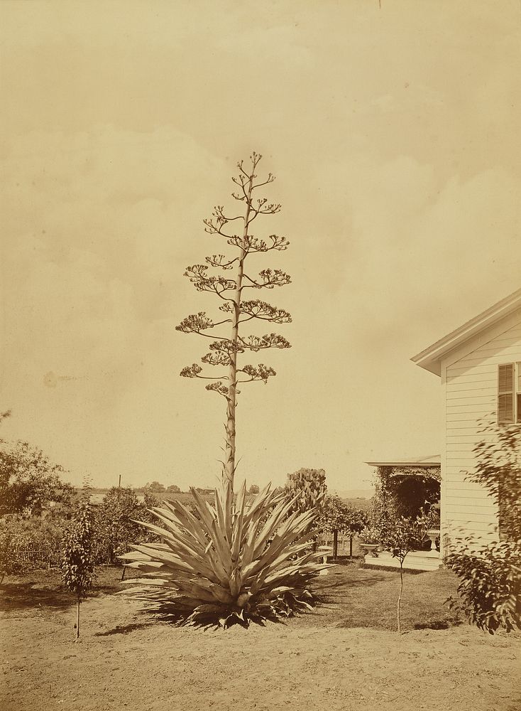 Century Plant, San Gabriel, Cal. by Carleton Watkins