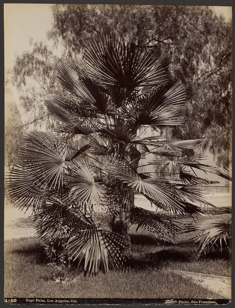 Sage Palm, Los Angeles, Cal. (#4189) by Carleton Watkins
